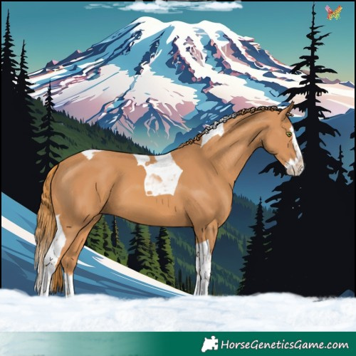 Horse Color:Chestnut Splash Tobiano