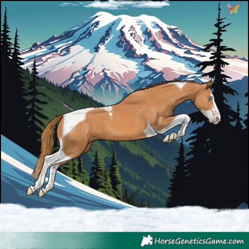 Horse Color:Chestnut Splash Tobiano