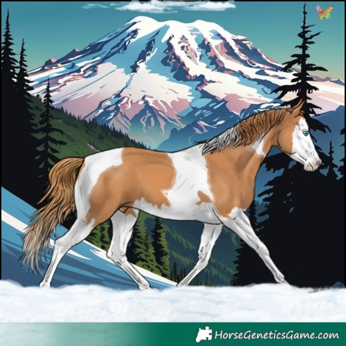 Horse Color:Chestnut Splash Tobiano 