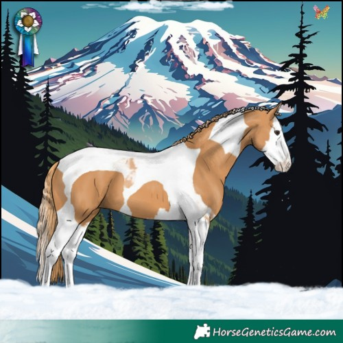 Horse Color:Chestnut Splash Tobiano
