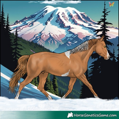 Horse Color:Chestnut Splash Tobiano 