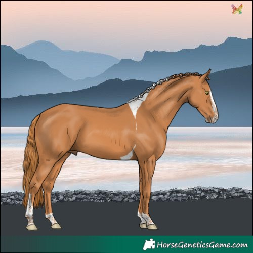 Horse Color:Chestnut Splash Tobiano