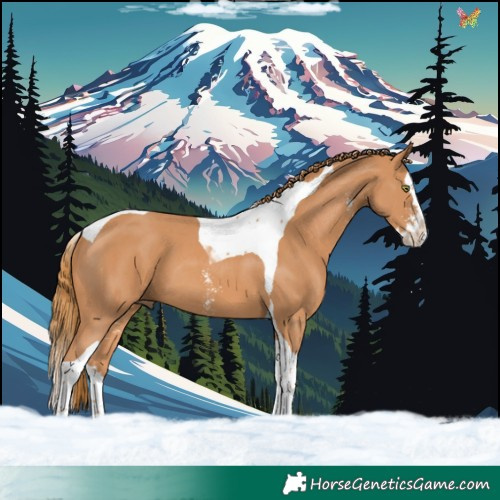 Horse Color:Chestnut Sabino Splash Tobiano