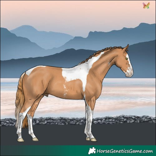 Horse Color:Chestnut Sabino Splash Tobiano