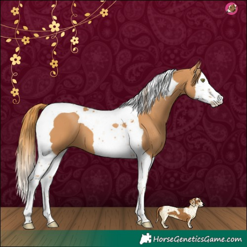 Horse Color:Chestnut Splash Tobiano 