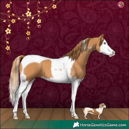 Horse Color:Chestnut Splash Tobiano