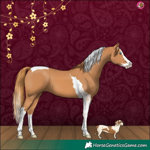 Horse Color:Chestnut Splash Tobiano 