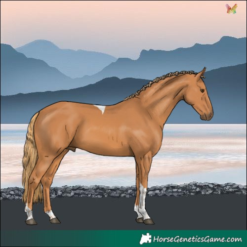 Horse Color:Chestnut Tobiano 