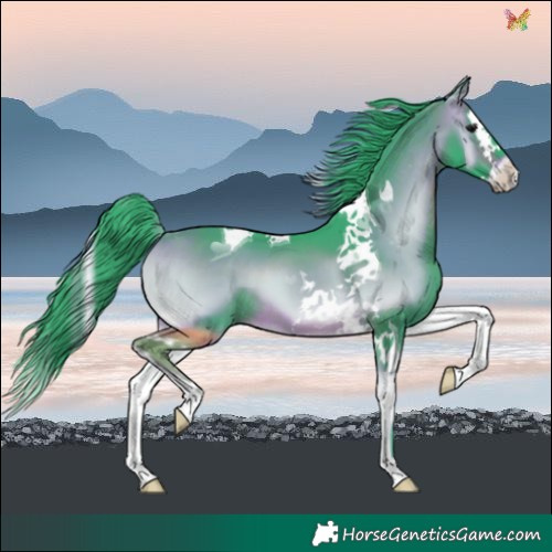 Horse Color:Watercolor Bay Onyx Splash Tobiano