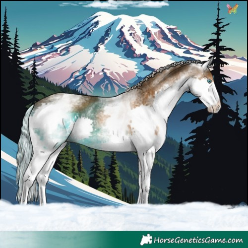 Horse Color:White Spotted Chocolate Palomino Splash