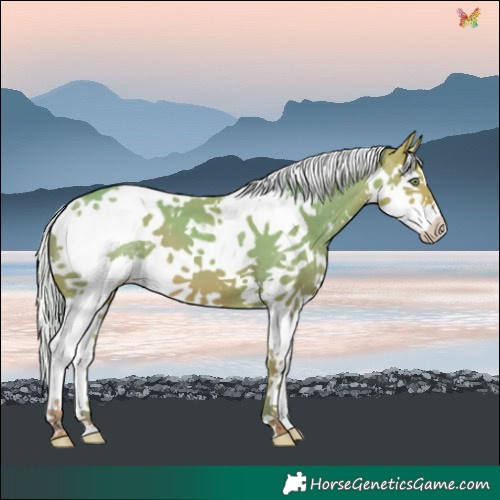Horse Color:Watercolor Silver Amber Champagne Sabino Splash Tobiano