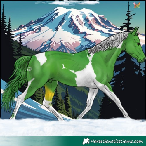 Horse Color:Watercolor Black Tobiano 