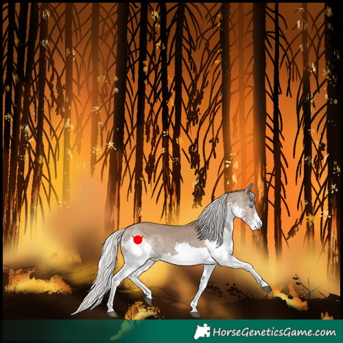 Horse Color:Silver Grullo Splash