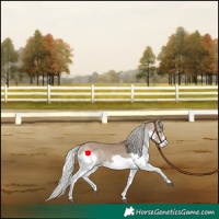 Horse Color:Silver Grullo Splash