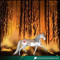 Horse Color:Silver Grullo Splash