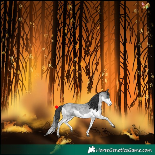 Horse Color:Blue Roan Splash