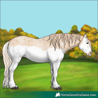 Horse Color:Red Dun Roan Splash Frame Rabicano