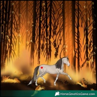 Horse Color:Classic Champagne Dun Splash 