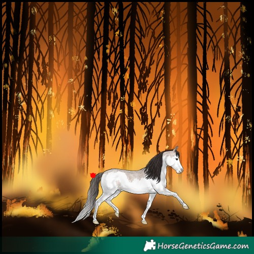 Horse Color:Bay Roan Dun Splash 