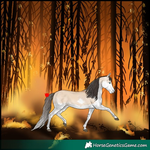 Horse Color:Bay Dun Splash