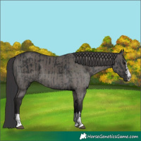 Horse Color:Black  and Smoky Grullo 