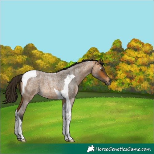 Horse Color:Gray Buckskin Roan Tobiano 