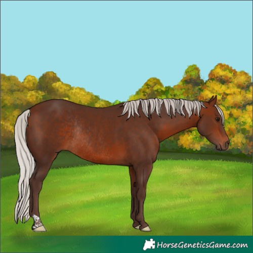 Horse Color:Silver Bay Rabicano 