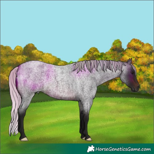 Horse Color:Gray Silver Brown Roan 