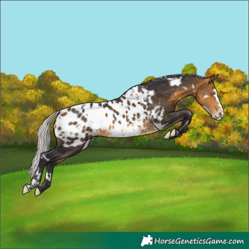 Horse Color:White Spotted Silver Buckskin Frame Appaloosa 