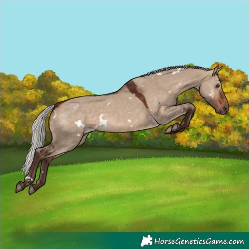 Horse Color:White Spotted Silver Bay Dun