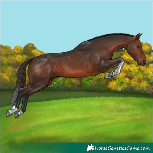 Horse Color:Bay Tobiano 