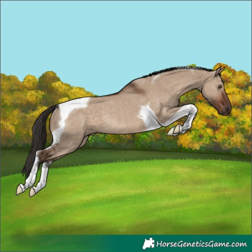 Horse Color:Liver Red Dun Tobiano Rabicano