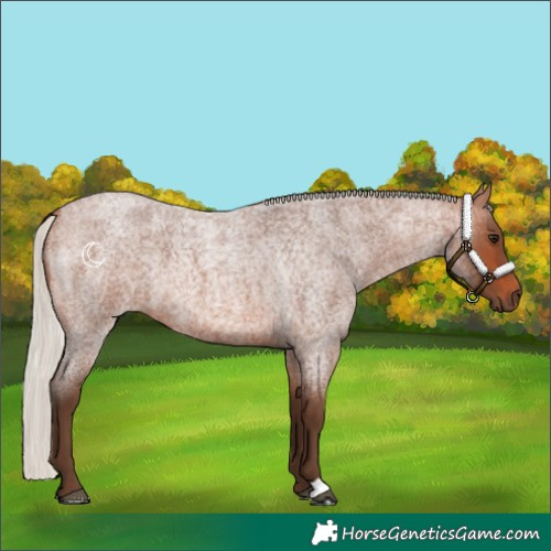 Horse Color:Silver Brown Roan 