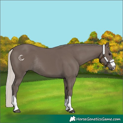 Horse Color:Silver Black Rabicano 
