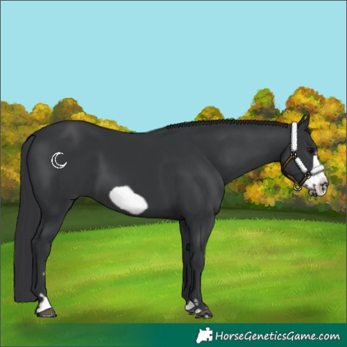 Horse Color:Black Frame