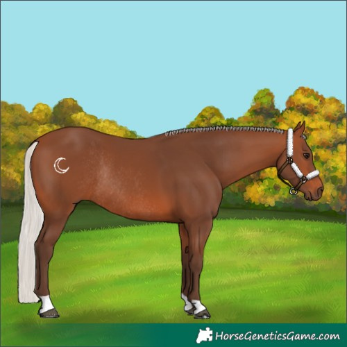 Horse Color:Silver Brown Rabicano 