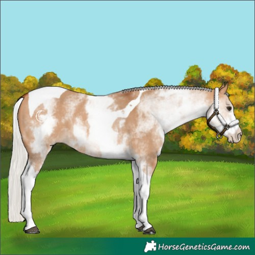 Horse Color:White Spotted Silver Bay Dun Tobiano Rabicano