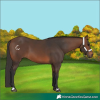 Horse Color:Brown 