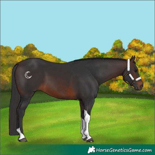 Horse Color:Brown Tobiano