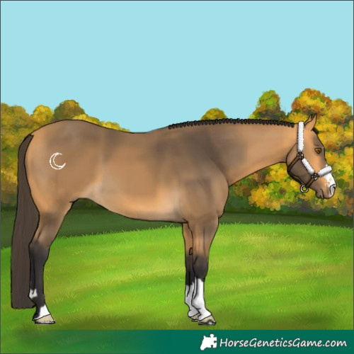 Horse Color:Buckskin 
