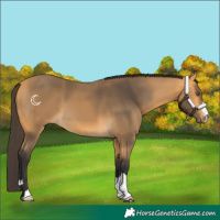 Horse Color:Buckskin