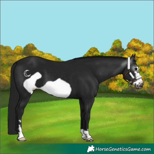 Horse Color:Gray Black Frame 