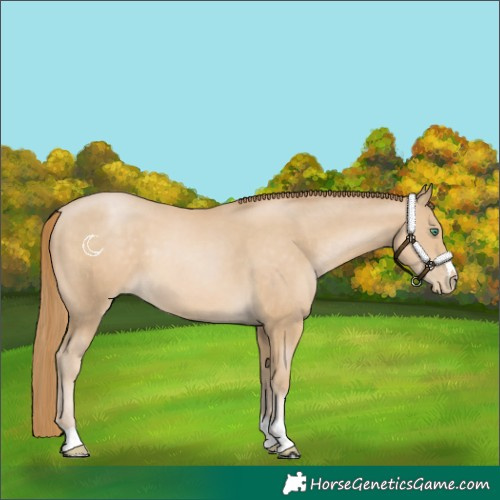 Horse Color:Smoky Black Pearl