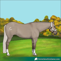 Horse Color:Silver Grullo