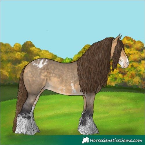 Horse Color:Buckskin Dun Sabino Appaloosa