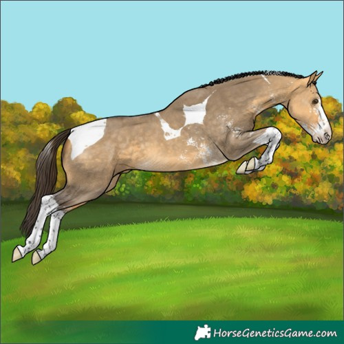 Horse Color:Buckskin Dun Sabino Tobiano 
