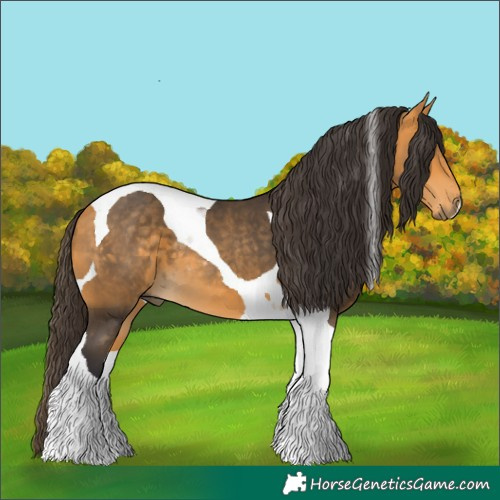 Horse Color:Buckskin Tobiano 