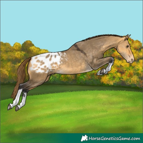 Horse Color:Buckskin Dun Sabino Tobiano Appaloosa