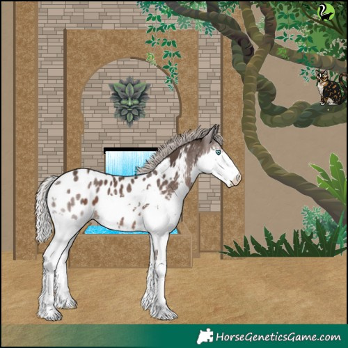 Horse Color:Silver Black Splash Appaloosa 