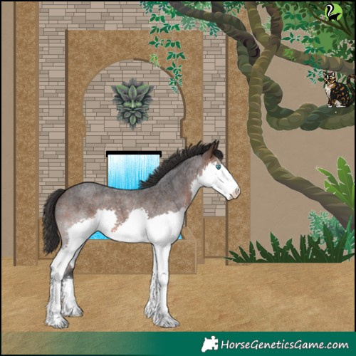 Horse Color:Brown Roan Splash 